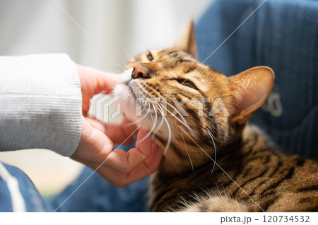 甘える猫（ベンガルキャット） 120734532