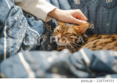 甘える猫(ベンガルキャット) 甘える猫(ベンガルキャット) 120734533