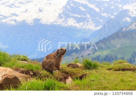 Alpine marmot (Marmota marmota) in the Swiss Alps Alpine marmot (Marmota marmota) in the Swiss Alps 120734808