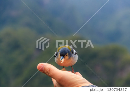 Madeiran chaffinch (Fringilla coelebs maderensis) sitting on human hand at Miradouro dos Balcoes viewpoint in Madeira, Portugal. Bird endemic to the Portuguese island of Madeira Madeiran chaffinch (Fringilla coelebs maderensis) sitting on human hand at Miradouro dos Balcoes viewpoint in Madeira, Portugal. Bird endemic to the Portuguese island of Madeira 120734837