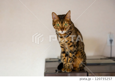 見つめる猫（ベンガルキャット） 120735257