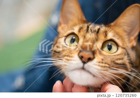 見つめる猫（ベンガルキャット） 120735260
