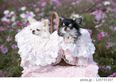 コスモス畑とカゴに入った2匹のチワワ コスモス畑とカゴに入った2匹のチワワ 120735307