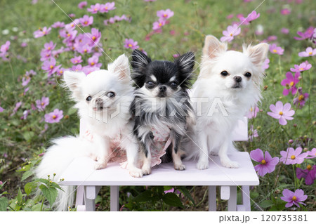 コスモス畑と3匹のチワワ 120735381