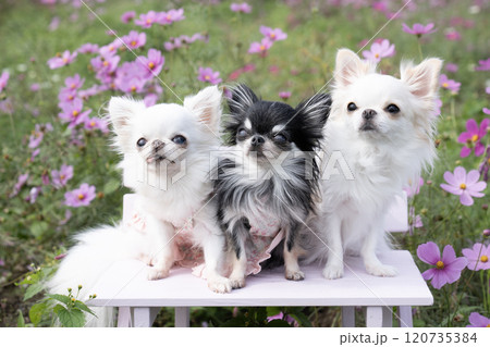 コスモス畑と3匹のチワワ コスモス畑と3匹のチワワ 120735384