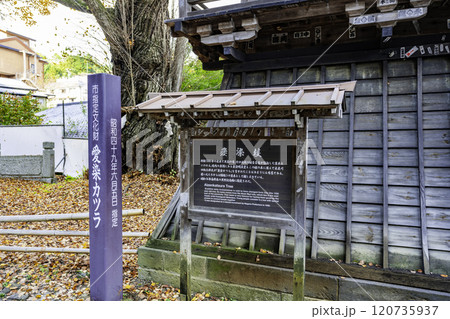 別所温泉 北向観音 愛染カツラ 長野県上田市 別所温泉 北向観音 愛染カツラ 長野県上田市 120735937