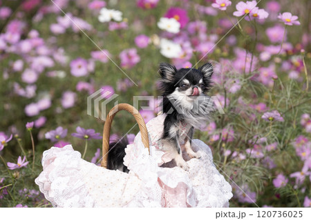コスモス畑とレースのカゴに入ったチワワ コスモス畑とレースのカゴに入ったチワワ 120736025