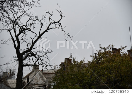 beautiful view of trees in the forest, rees beautiful view of trees in the forest, rees 120736540