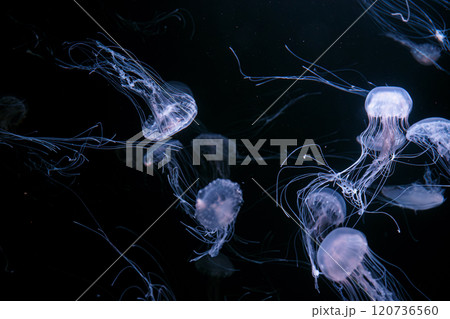 Group of Atlantic sea nettle jellyfish floating in illuminated aquarium with neon light 120736560