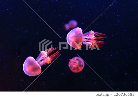 Group of Flame jellyfish, rhopilema esculentum floating in aquarium with pink neon light 120736583