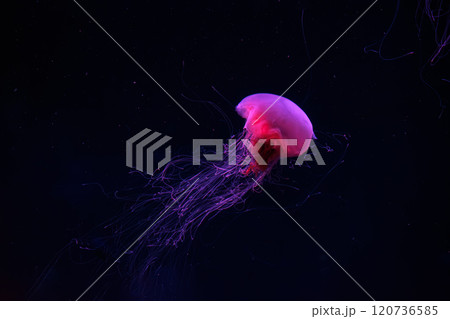 Fluorescent lion's mane jellyfish swimming underwater aquarium pool with red neon light. 120736585