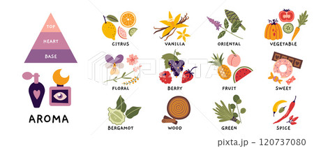 Fragrance pyramid, aroma set. Essential oil plants, herbs, fruits and berries. Various notes of perfume, popular aroma essences, Smell categories. Trendy modern vector illustration, hand drawn, flat Fragrance pyramid, aroma set. Essential oil plants, herbs, fruits and berries. Various notes of perfume, popular aroma essences, Smell categories. Trendy modern vector illustration, hand drawn, flat 120737080
