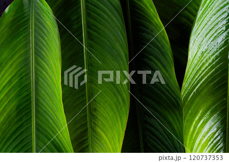 A close up of three large green banana leaves. The leaves are very thick and appear to be very healthy. The leaves are arranged in a way that creates a sense of depth and dimension 120737353