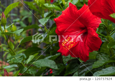 Vibrant red hibiscus flower blooming in lush green garden setting Vibrant red hibiscus flower blooming in lush green garden setting 120737924