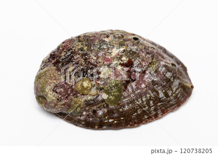 アワビ アワビ 120738205