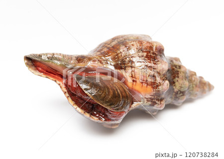 ナガニシ 120738284