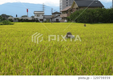 実った稲の田んぼと働くカカシ 120739359
