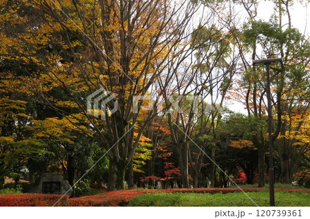 公園の紅葉した木々 120739361
