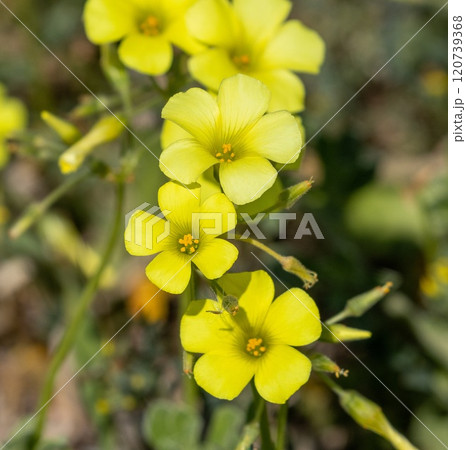 Sourgrass (Oxalis pes-caprae) in nature reserve Guadalhorce near Malaga in Andalusia, Spain. 120739368