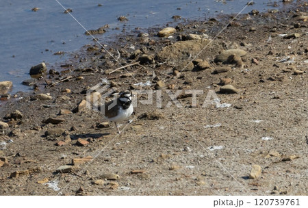 Little Ringed Plover (Charadrius dubius) in nature reserve Guadalhorce near Malaga in Andalusia, Spain. Little Ringed Plover (Charadrius dubius) in nature reserve Guadalhorce near Malaga in Andalusia, Spain. 120739761