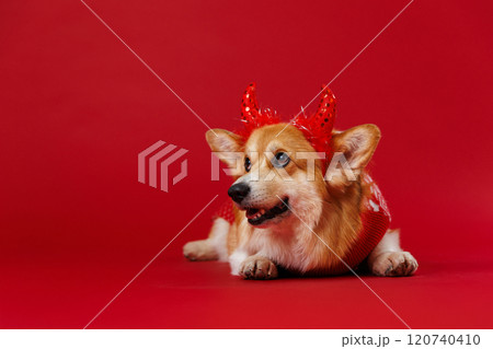 Playful Corgi dog dressed as a festive little devil on a red backdrop, radiating charm and mischief Playful Corgi dog dressed as a festive little devil on a red backdrop, radiating charm and mischief 120740410