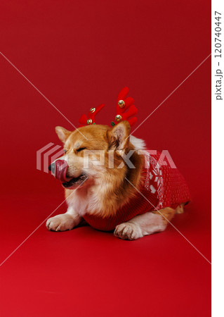 Adorable Corgi in reindeer antlers and festive sweater, licking its lips with holiday joy 120740447
