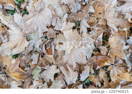 Carpet of frost-covered fallen leaves, autumn background, texture Carpet of frost-covered fallen leaves, autumn background, texture 120740815