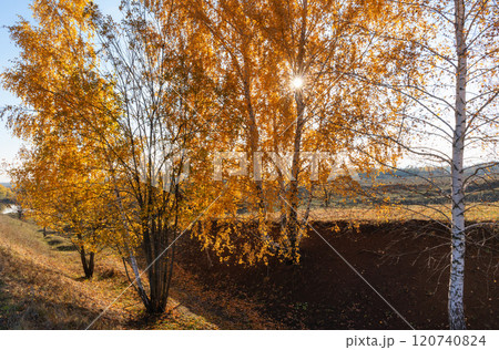The autumn sun highlights the yellow foliage of the birches 120740824