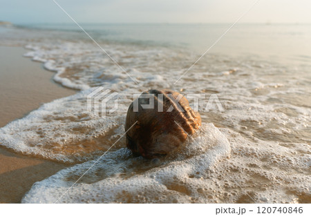 A coconut on the ocean shore, gently washed by waves under the setting sun. Natural beauty of the beach 120740846