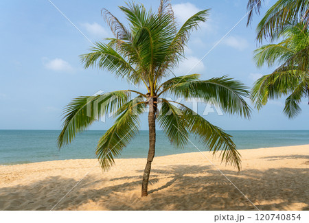 Scenic beach with palm trees and an ocean view. A tropical paradise for relaxation and nature appreciation 120740854