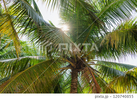 Sunlight streaming through palm leaves, creating a sense of summer and outdoor relaxation 120740855