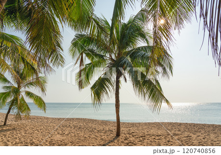 Palm trees on a sandy beach with a calm sea in the background. A perfect view for relaxation and leisure 120740856