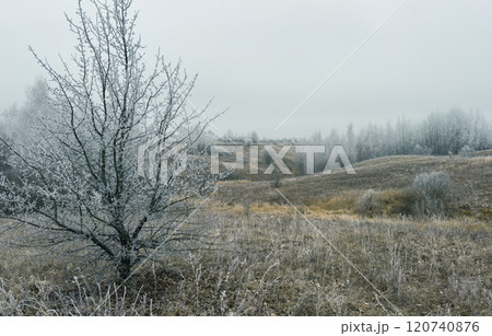 Peaceful winter scenery with frozen trees and a path leading into the distance Peaceful winter scenery with frozen trees and a path leading into the distance 120740876