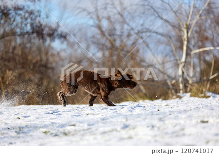Joyful Brown Spaniel Running Through Snowy Field Joyful Brown Spaniel Running Through Snowy Field 120741017