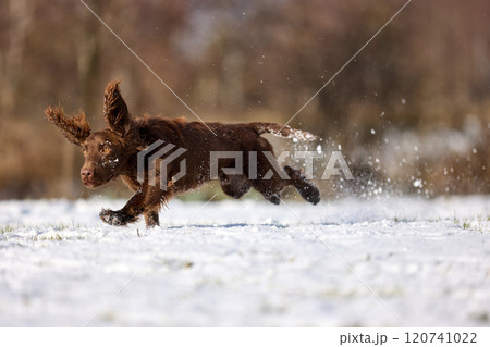 Joyful Brown Spaniel Running Through Snowy Field 120741022
