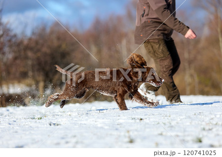 Brown Spaniel running with trainer in snowy winter landscape 120741025