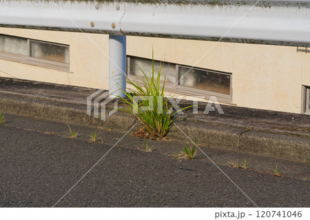 雑草のごとく 雑草のごとく 120741046