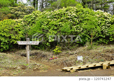 丹沢 春の姫次展望台 満開のアセビの花 丹沢 春の姫次展望台 満開のアセビの花 120741247
