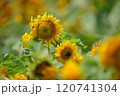 シーズン終わりのひまわり 120741304