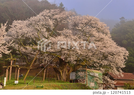 三隅太平桜 三隅太平桜 120741513