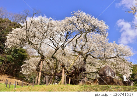 三隅太平桜 120741517