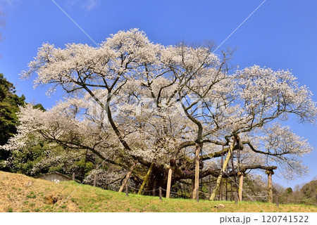 三隅太平桜 120741522
