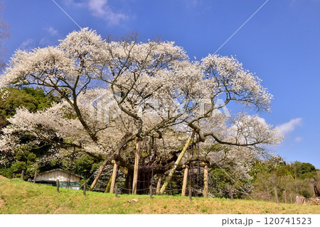 三隅太平桜 三隅太平桜 120741523