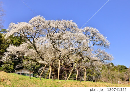 三隅太平桜 120741525