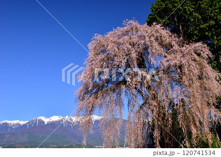 吉瀬のしだれ桜 吉瀬のしだれ桜 120741534