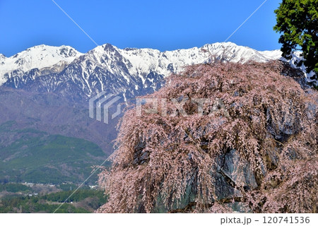 吉瀬のしだれ桜 吉瀬のしだれ桜 120741536