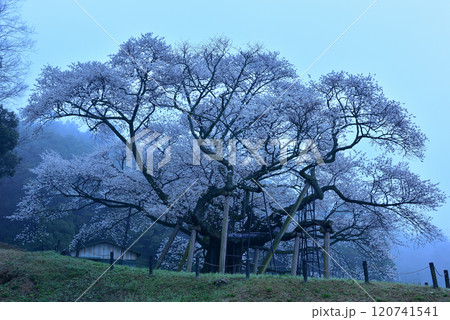 三隅太平桜 120741541