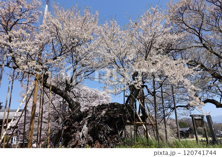 山高神代桜　山梨　北杜市 120741744