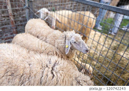 Flock of sheep in pen with woolly coats and ear tags. livestock farming Flock of sheep in pen with woolly coats and ear tags. livestock farming 120742243