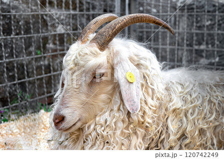 Close-up of curly-haired goat with horns in a pen. Angora goat. livestock farming. 120742249